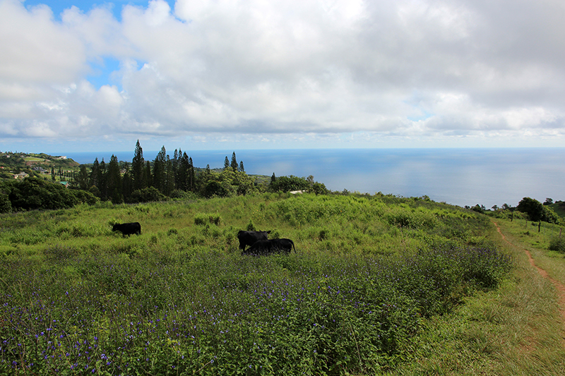 Waihee Ridge [Maui - Hawaii]