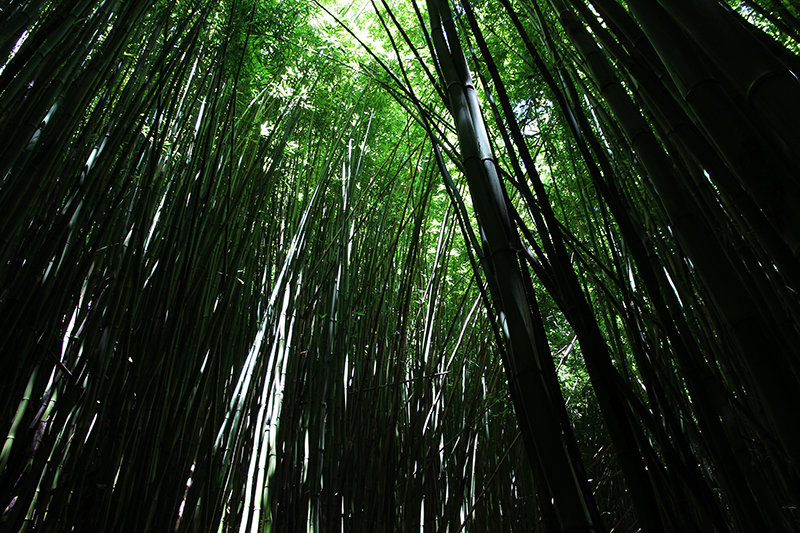 Waimoku Falls und Makahiku Falls - Pipiwai Trail [Maui - Hawaii]