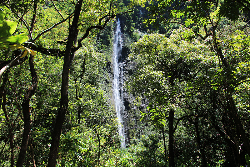 Waimoku Falls und Makahiku Falls - Pipiwai Trail [Maui - Hawaii]