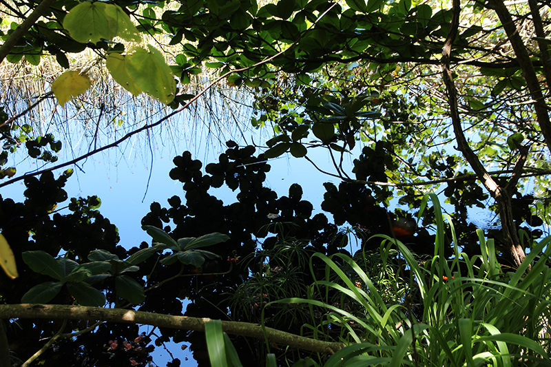 Waipio Valley big island hawaii