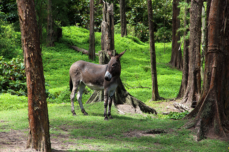 Waipio Valley big island hawaii