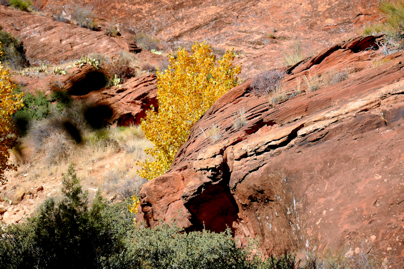 Water Creek Canyon [Red Cliffs Recreation Area - Dixie National Forest]