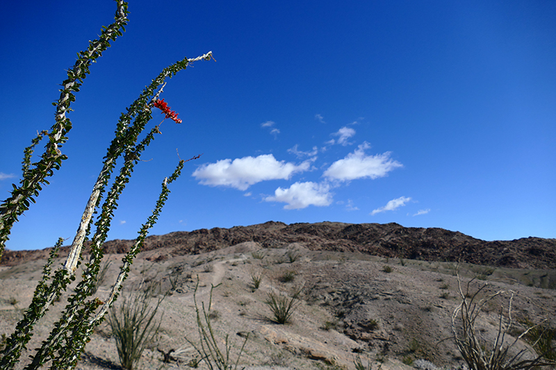 West Butte [Anza Borrego State Park]