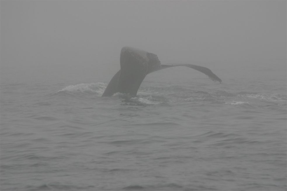 Whalewatching Monterey