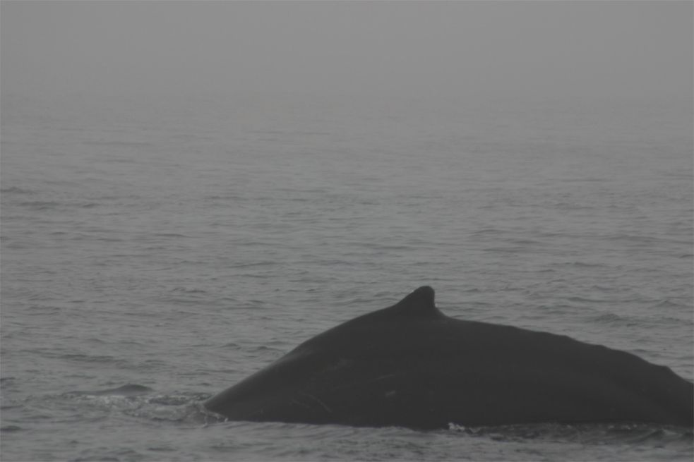 Whalewatching Monterey