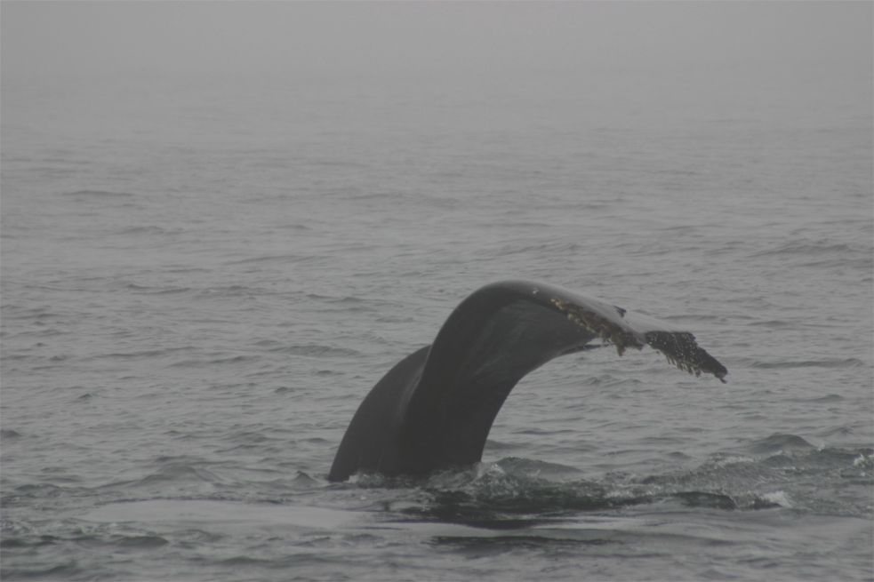 Whalewatching Monterey