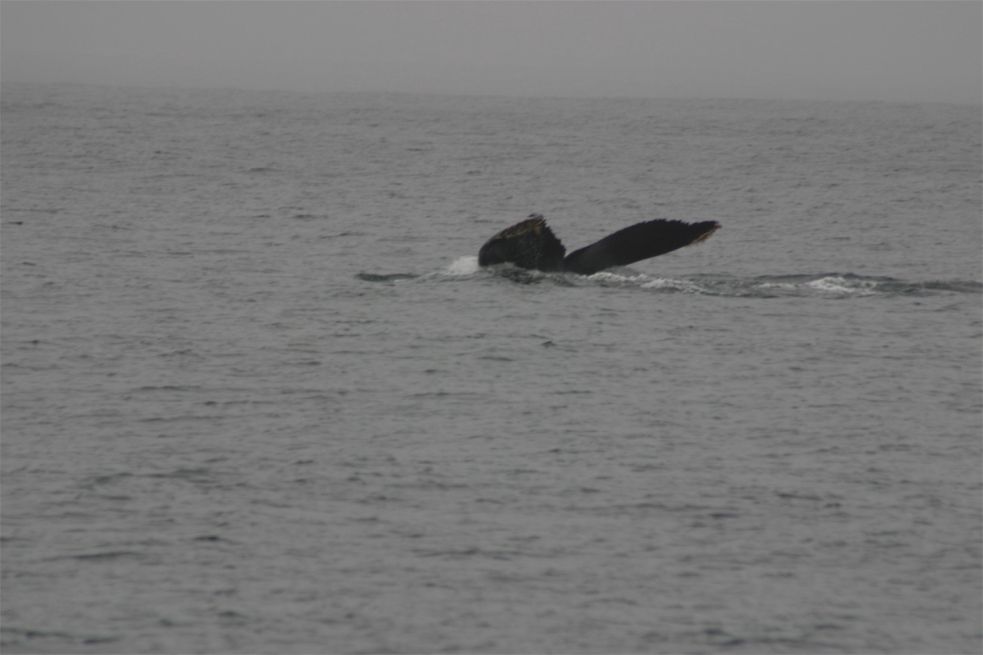 Whalewatching Monterey