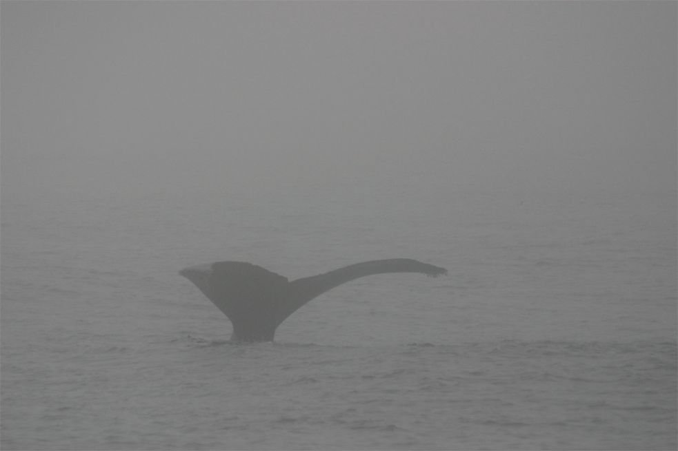 Whalewatching Monterey