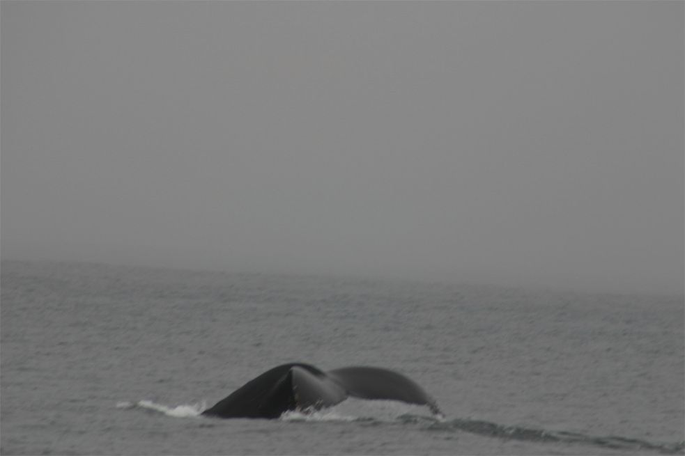 Whalewatching Monterey