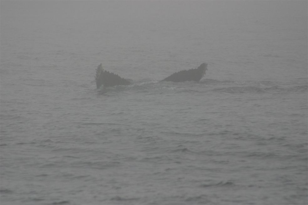 Whalewatching Monterey