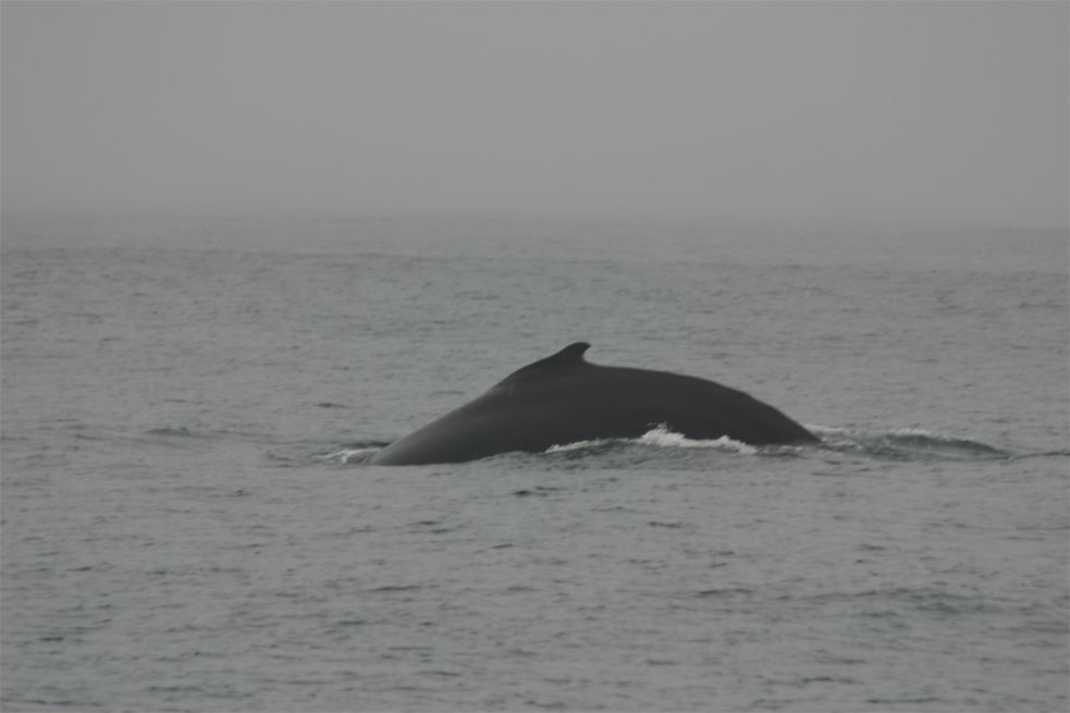 Whalewatching Monterey