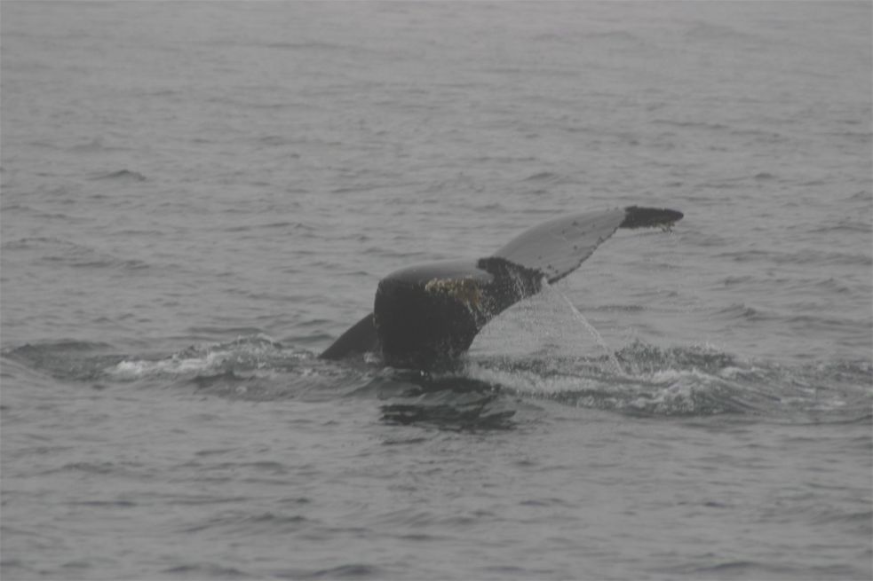 Whalewatching Monterey