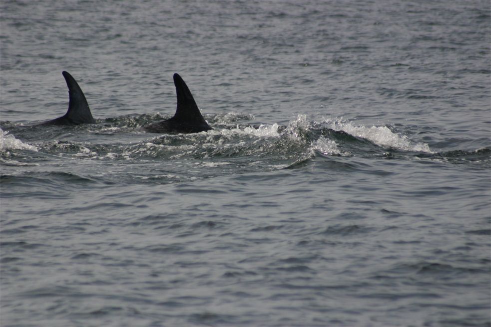 Whalewatching Monterey