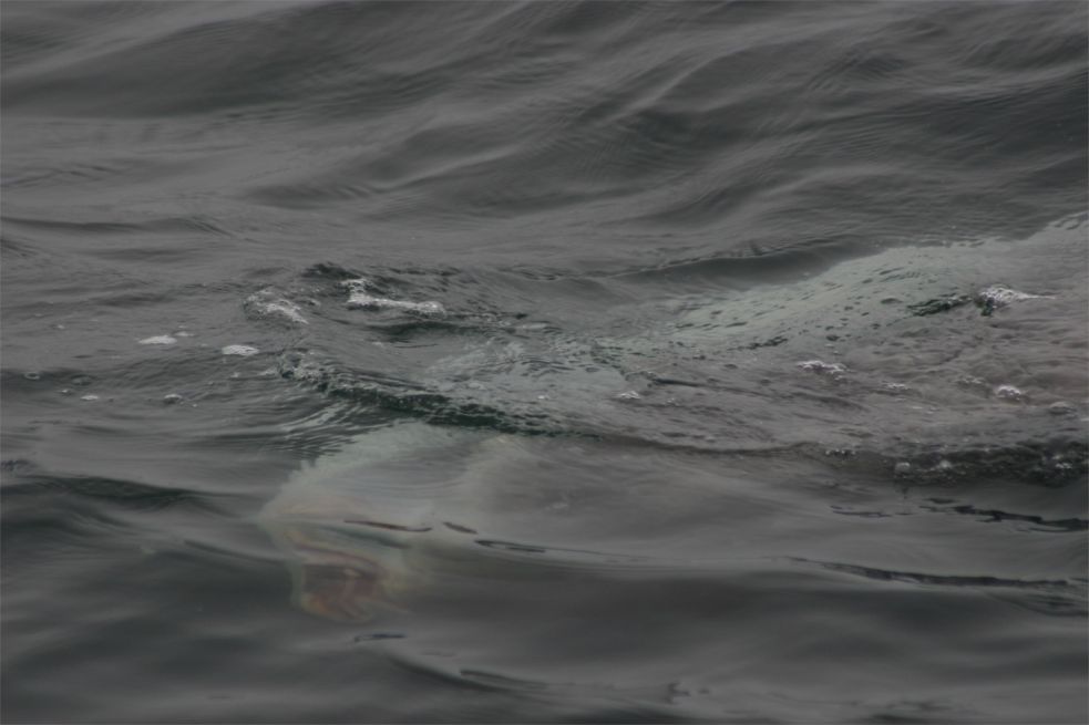 Whalewatching Monterey