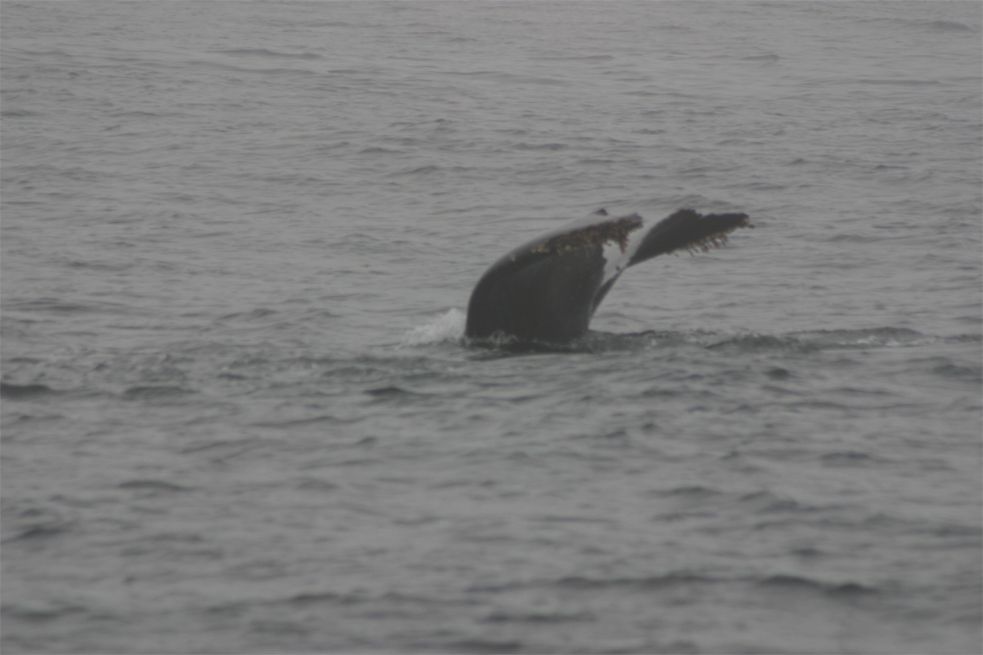 Whalewatching Monterey