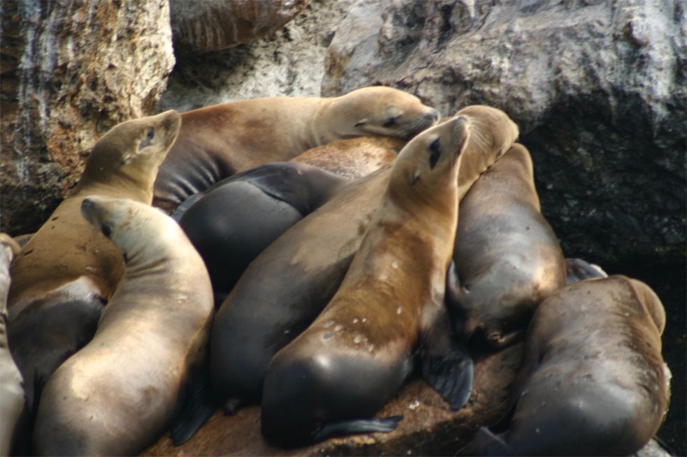 Whalewatching Monterey