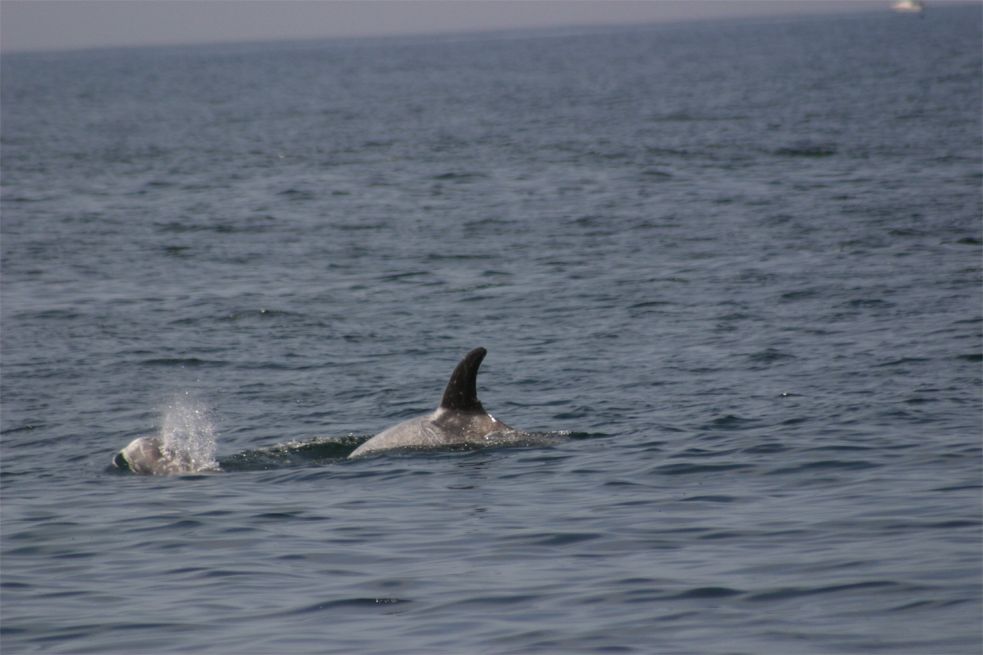 Whalewatching Monterey