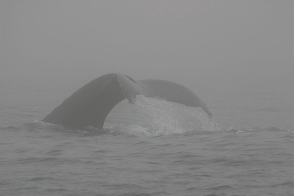 Whalewatching Monterey