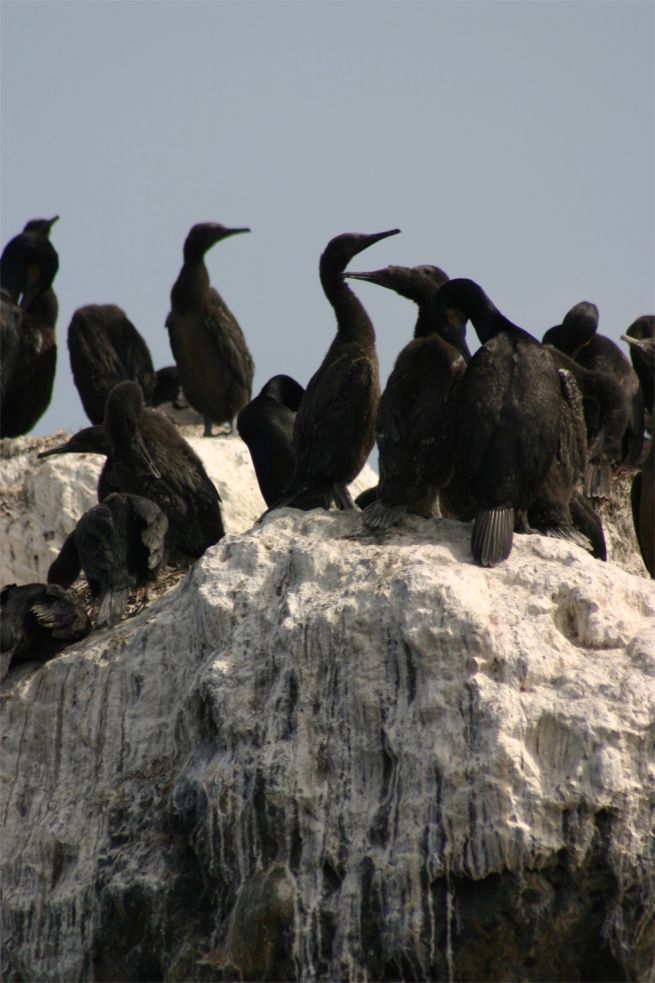 Whalewatching Monterey