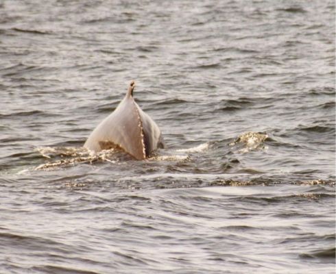 Whalewatching Boston