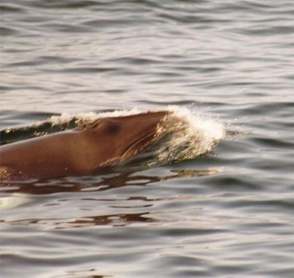 Whalewatching Boston