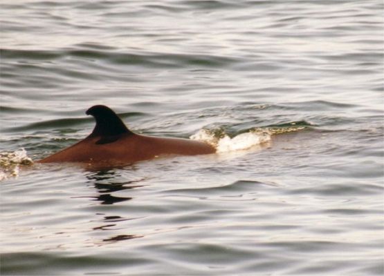 Whalewatching Boston