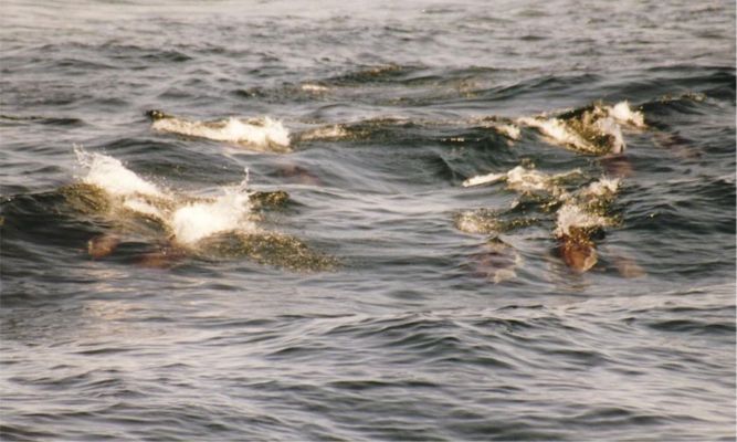 Whalewatching Boston