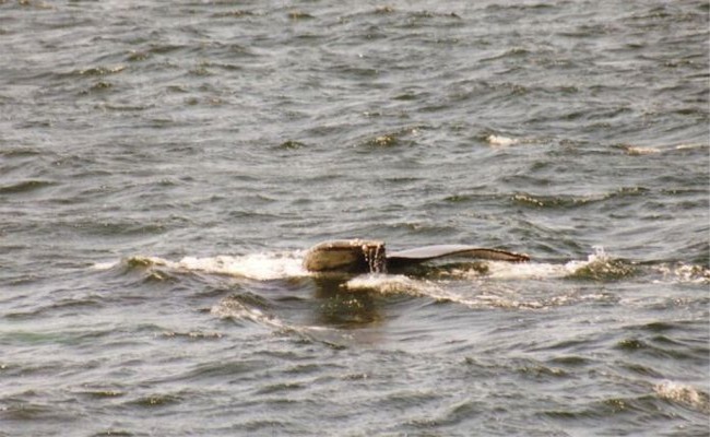 Whalewatching Boston