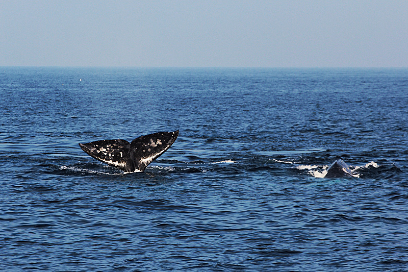 Whalewatching Oxnard Santa Barbara Channel Santa Monica Basin