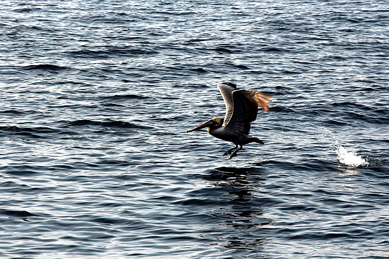 Whalewatching Oxnard Santa Barbara Channel Santa Monica Basin