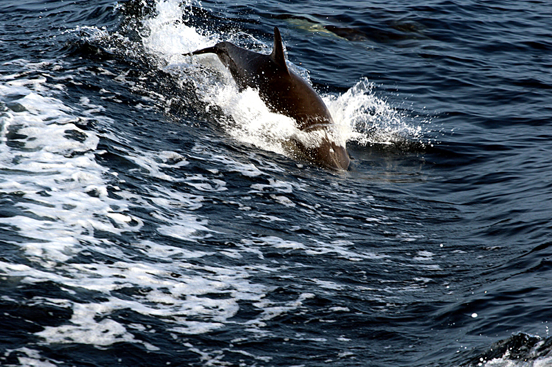 Whalewatching Oxnard