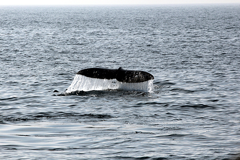 Whalewatching Oxnard Santa Barbara Channel Santa Monica Basin