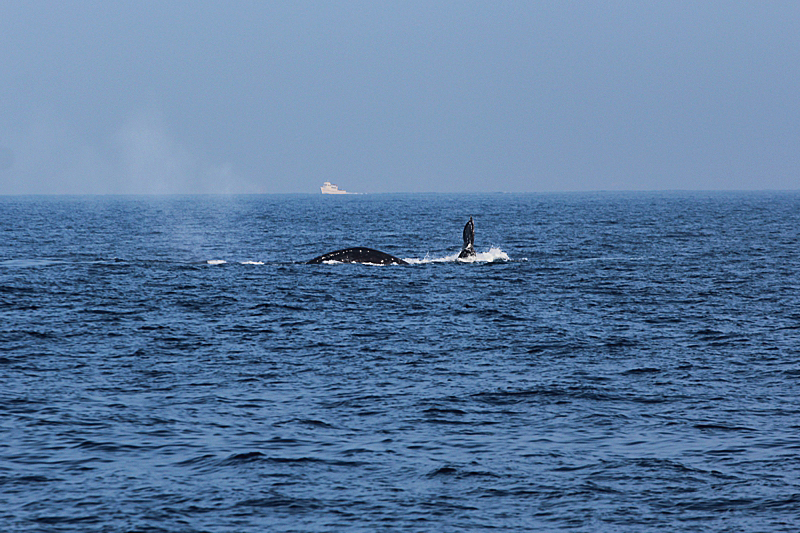 Whalewatching Oxnard Santa Barbara Channel Santa Monica Basin