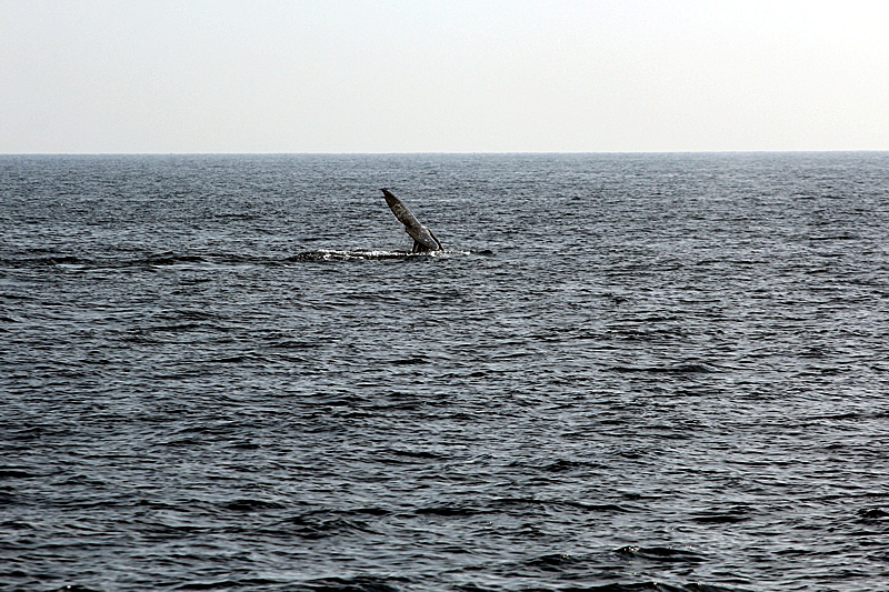 Whalewatching Oxnard Santa Barbara Channel Santa Monica Basin