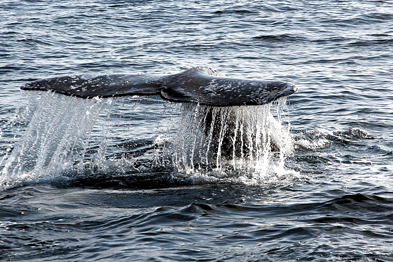 Whalewatching Oxnard Santa Barbara Channel Santa Monica Basin