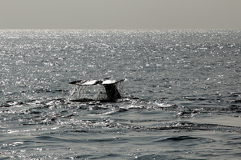 Whalewatching Oxnard Santa Barbara Channel Santa Monica Basin