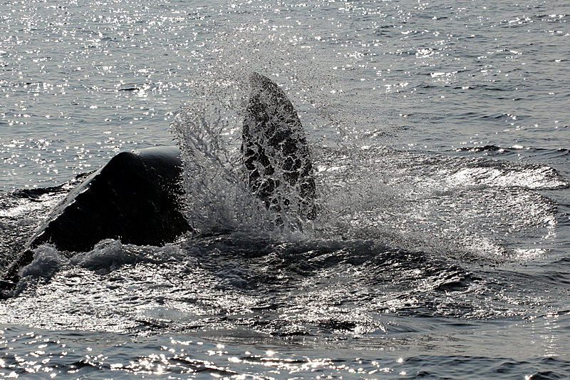 Whalewatching Oxnard Santa Barbara Channel Santa Monica Basin