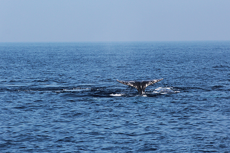 Whalewatching Oxnard Santa Barbara Channel Santa Monica Basin