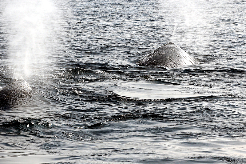 Whalewatching Oxnard