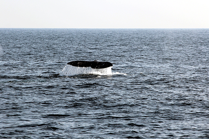 Whalewatching Oxnard Santa Barbara Channel Santa Monica Basin