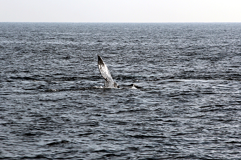 Whalewatching Oxnard Santa Barbara Channel Santa Monica Basin