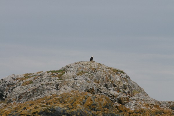 Whalewatching Victoria