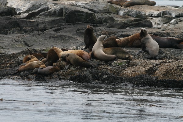 Whalewatching Victoria