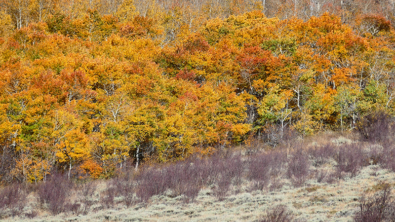 White Rock Canyon Medicine Bow National Forest Wyoming