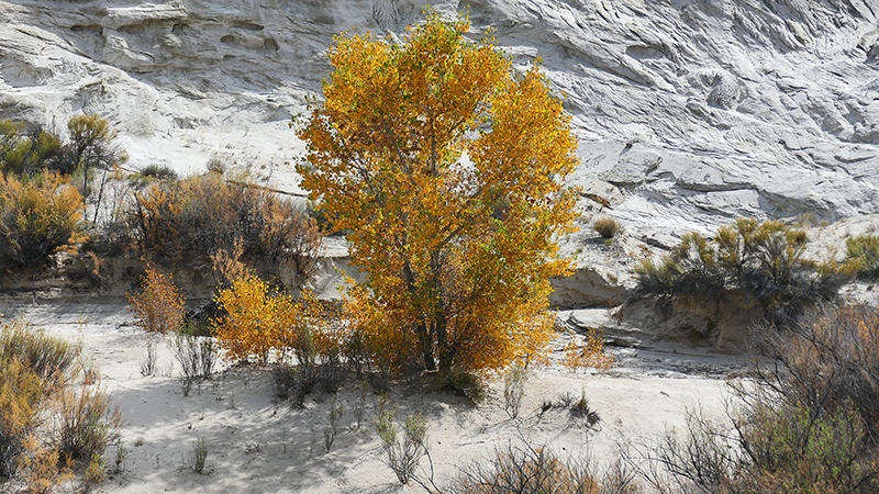 White Rock Canyon [GSENM]