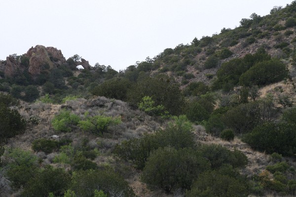 Whitetail Arch