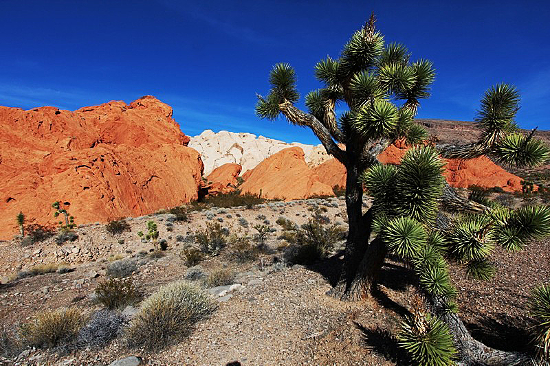 Whitney Pocket [Virgin Mountains]