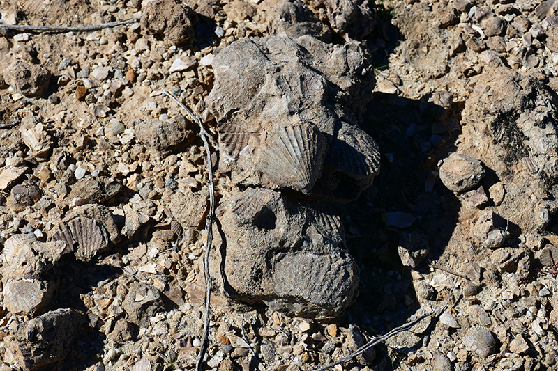 The Domelands and Wind Caves [Coyote Mountains Wilderness]