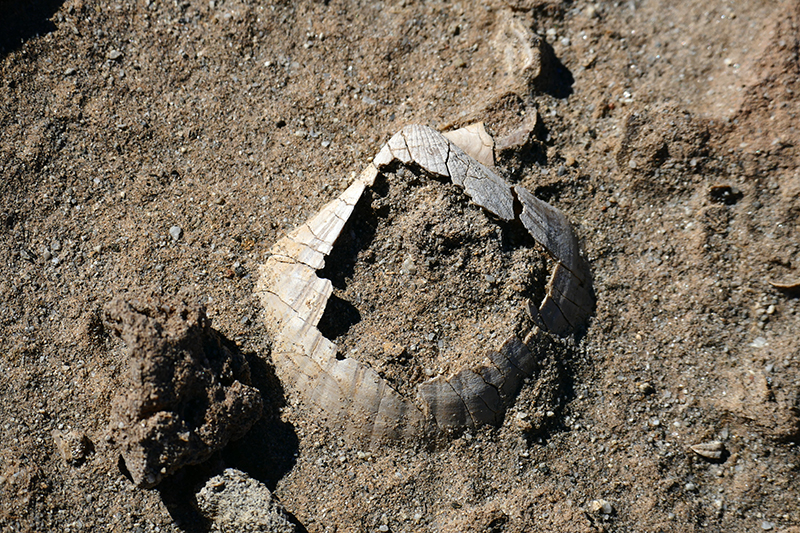 The Domelands and Wind Caves [Coyote Mountains Wilderness]