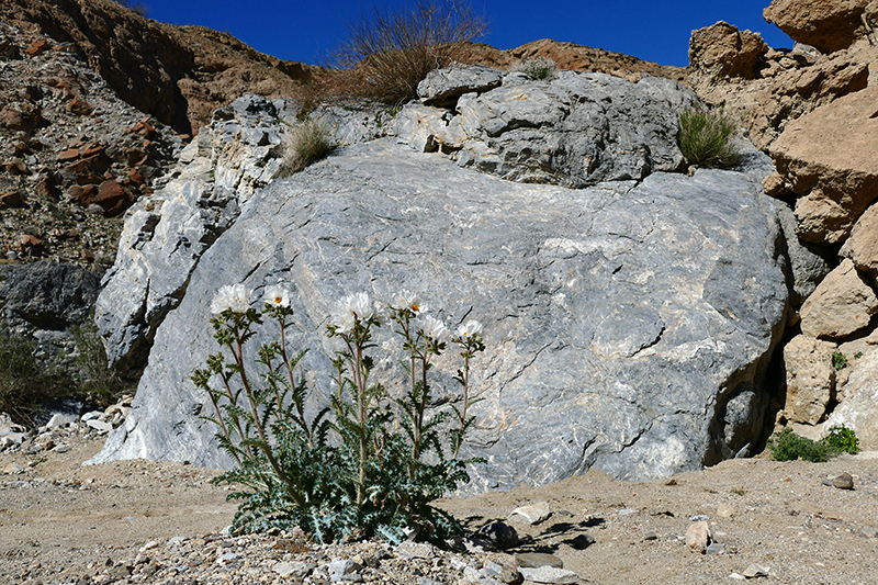 The Domelands and Wind Caves [Coyote Mountains Wilderness]